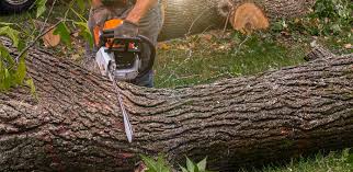 How Our Tree Care Process Works  in  Plymouth, NC