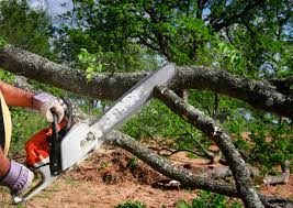 Best Seasonal Cleanup (Spring/Fall)  in Plymouth, NC