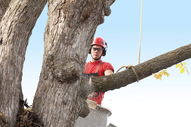 Best Storm Damage Tree Cleanup  in Plymouth, NC